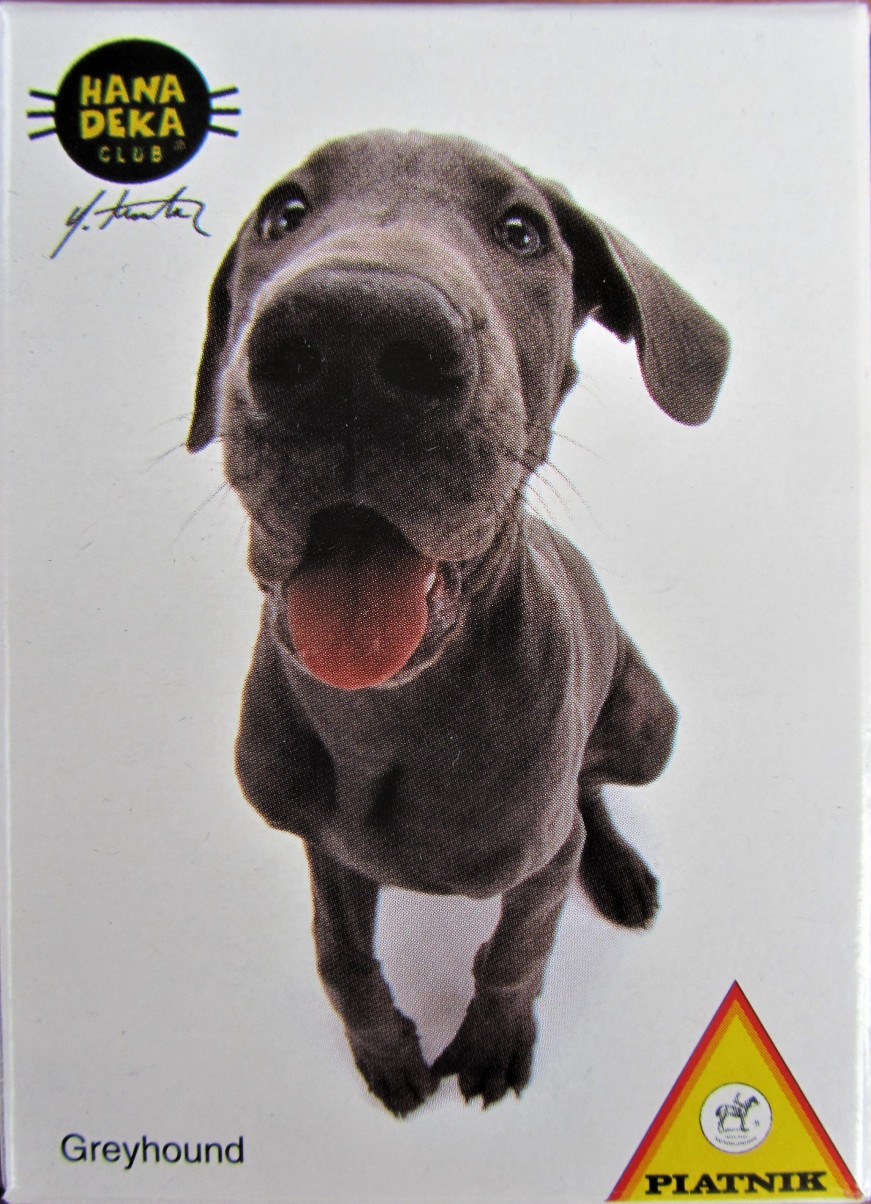 A close-up, wide-angle portrait of a greyhound puppy with its tongue out against a white background.