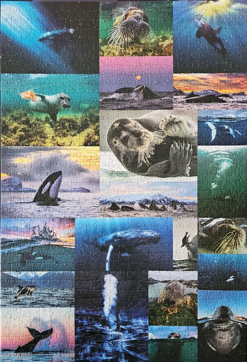 A collage of marine mammals including whales, walruses, seals, and dolphins in various ocean settings.