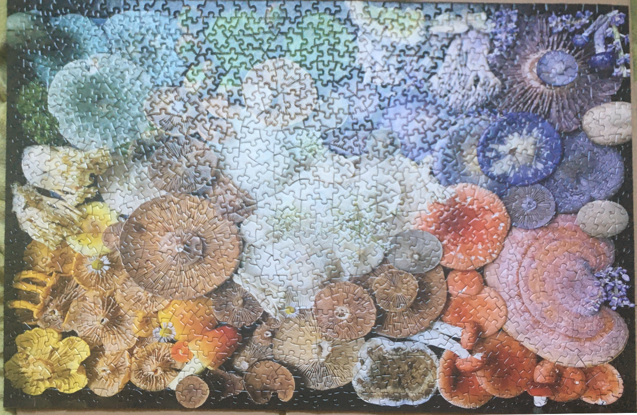 A dense, colorful botanical illustration of various mushrooms and fungi arranged in a gradient.