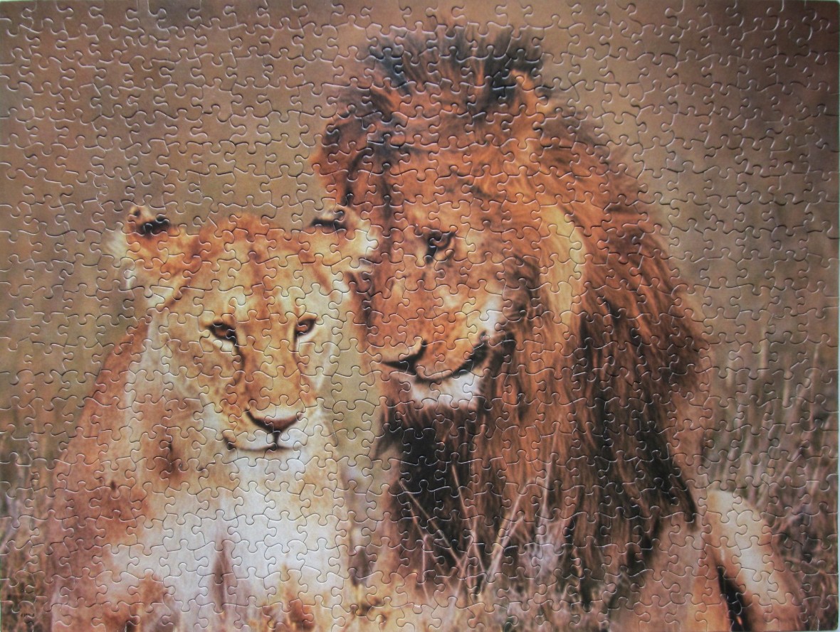 A portrait of a male and female lion sitting together in tall, dry grass.