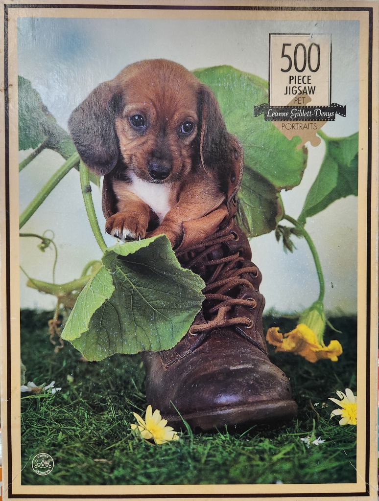 A small brown dachshund puppy sitting inside an old brown leather boot surrounded by green foliage and small yellow flowers.