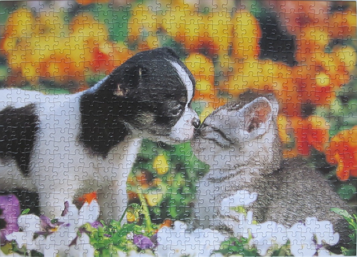 A small black and white puppy touching noses with a grey tabby kitten in a colourful garden.
