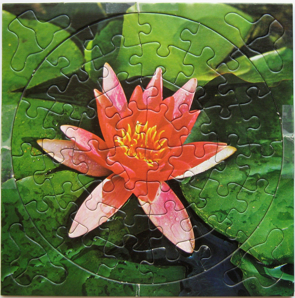 A vibrant pink water lily centered in a field of green lily pads.