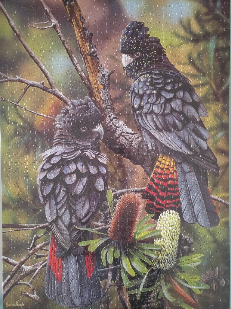 Two glossy black cockatoos with vibrant red tail feathers perched in a tree with Banksia flowers.
