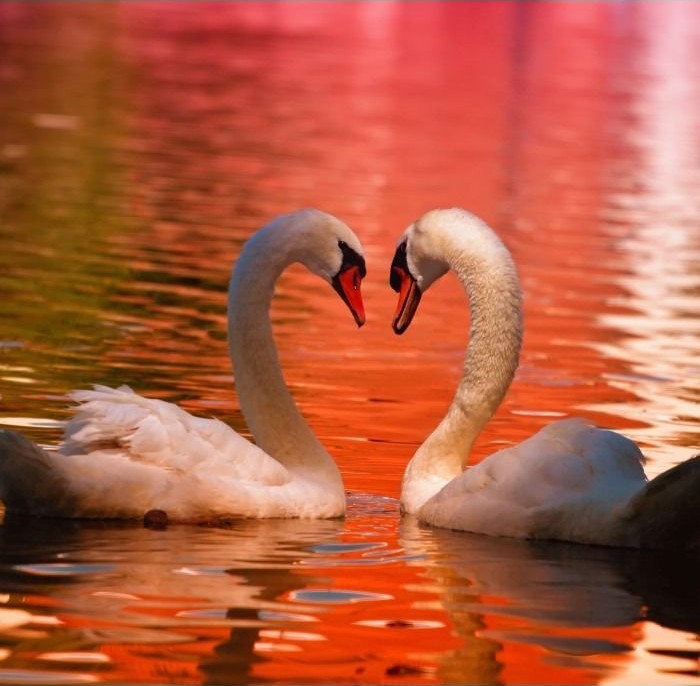 Two white swans swimming face-to-face with necks curved into a heart shape on orange water.