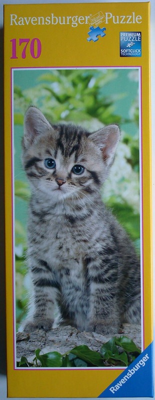 Close-up portrait of a fluffy tabby kitten sitting outdoors