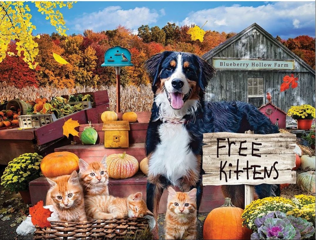 A Bernese Mountain Dog sits on farm steps with orange kittens and pumpkins during autumn.
