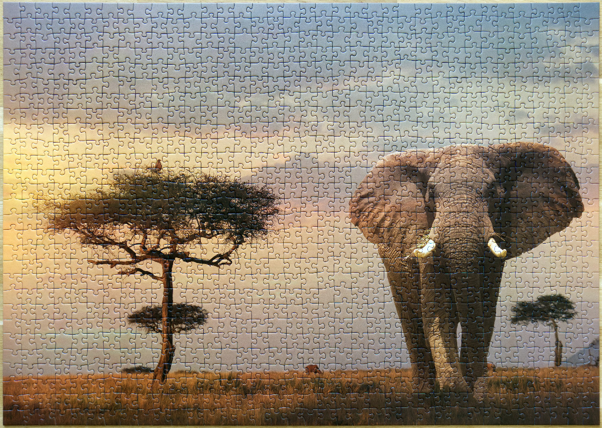 A large elephant walks through a golden-hued African savanna with acacia trees against a sunset sky.