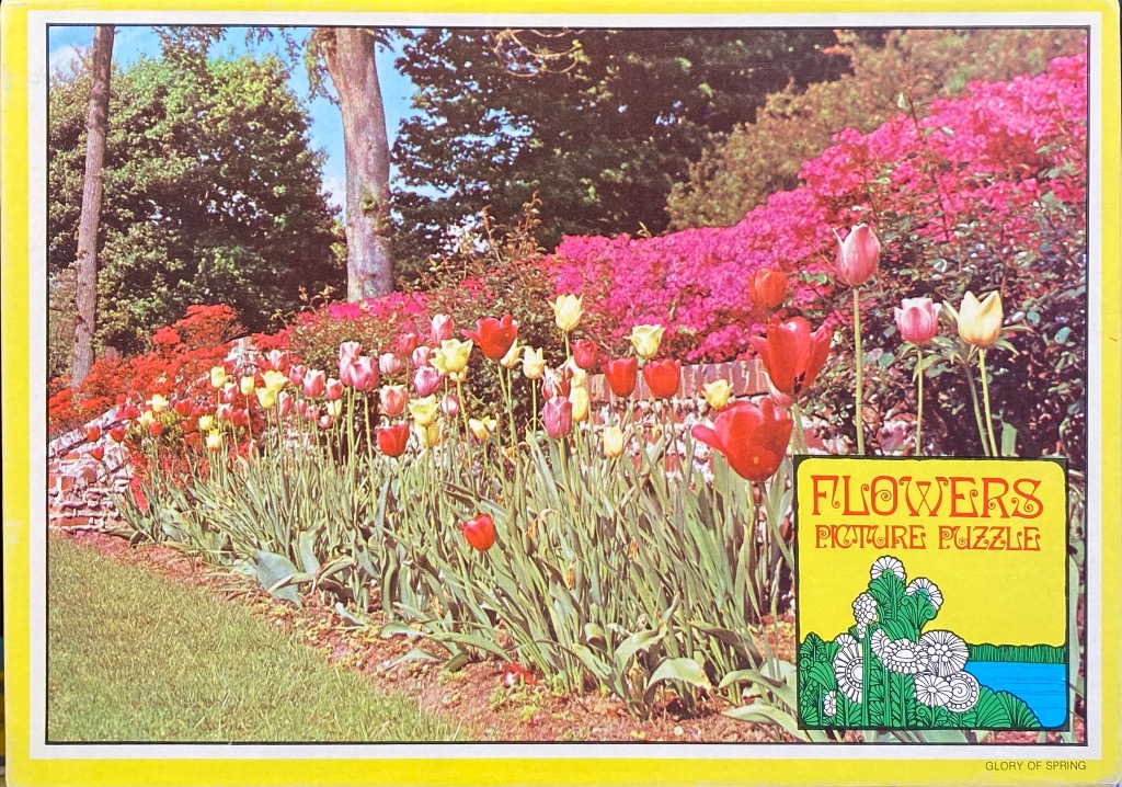 A spring garden scene featuring a long bed of colorful tulips blooming in front of vibrant pink azalea bushes.