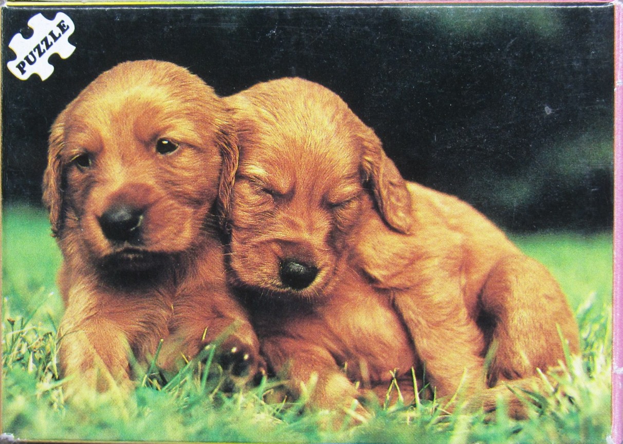 Two golden retriever puppies snuggled together in the green grass
