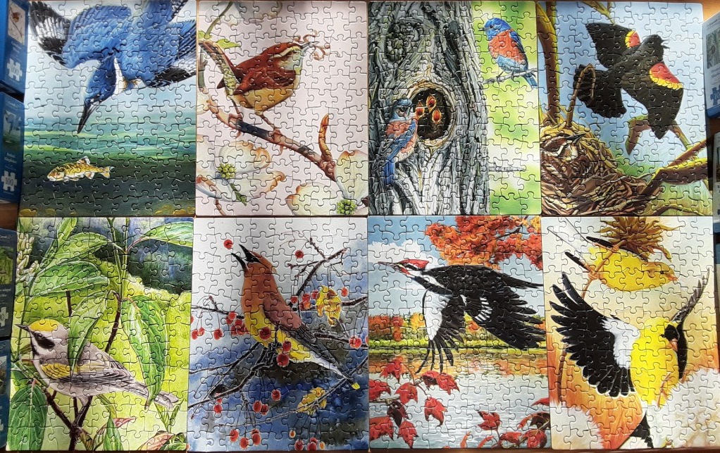 A grid of eight illustrated panels, each depicting a different North American bird in its natural habitat.