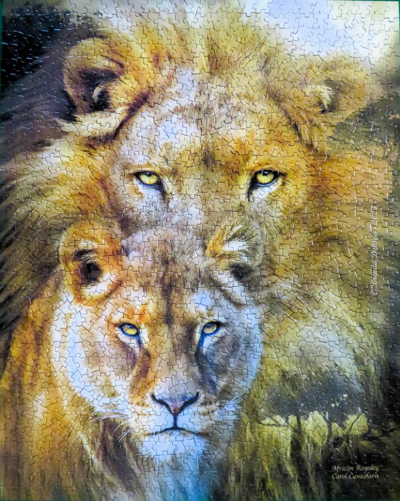 A double-exposed portrait of a male lion and a female lion looking forward with intense yellow eyes.