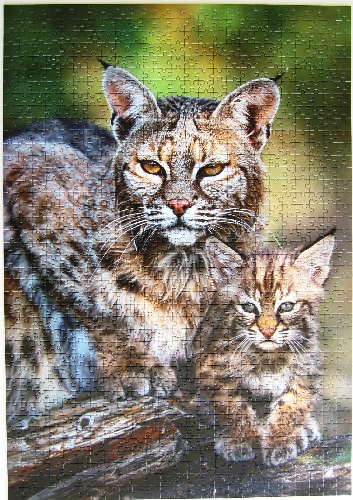 A close-up photograph of an adult bobcat and its kitten standing together in a forest setting.