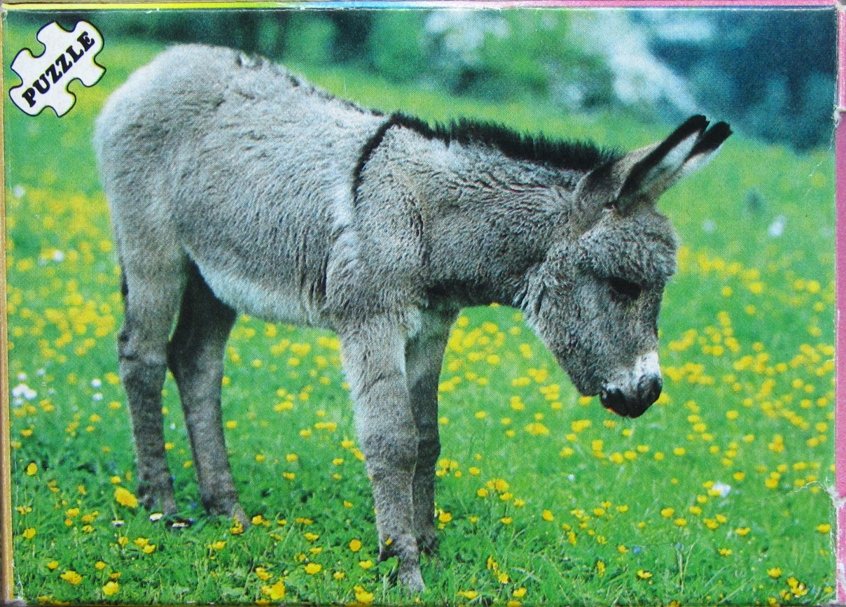 A young donkey standing in a grassy meadow filled with yellow buttercups.