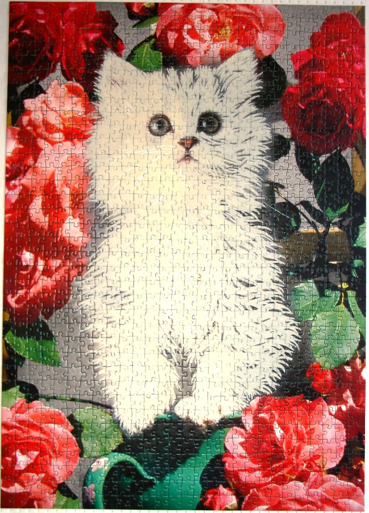 A fluffy white kitten sitting among vibrant red roses.