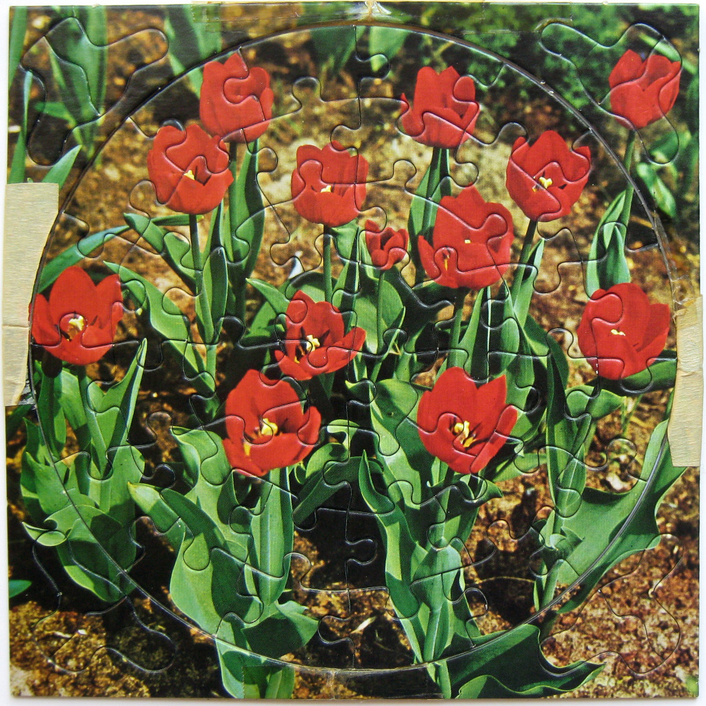 A close-up photograph of vibrant red tulips blooming in a garden, framed within a circular design.