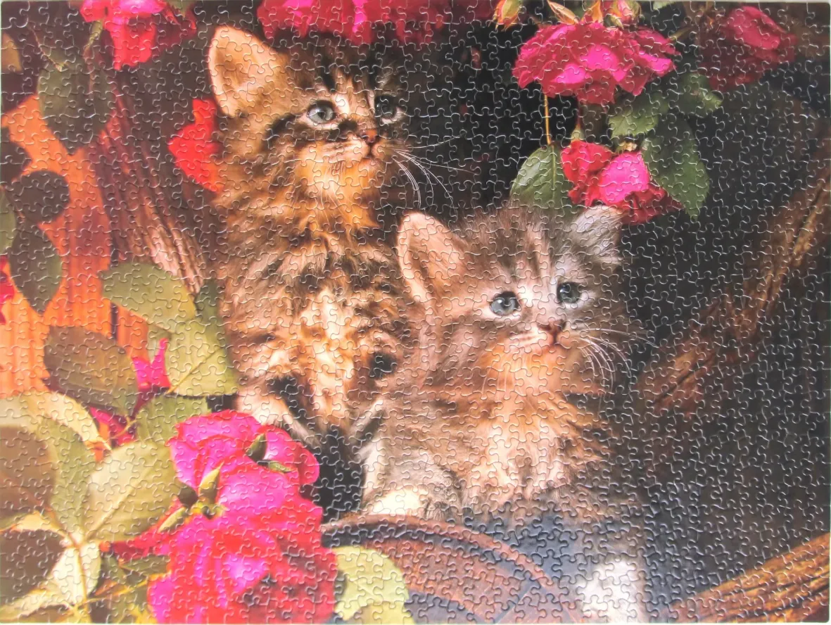 Two fluffy tabby kittens sitting together amongst vibrant pink roses.