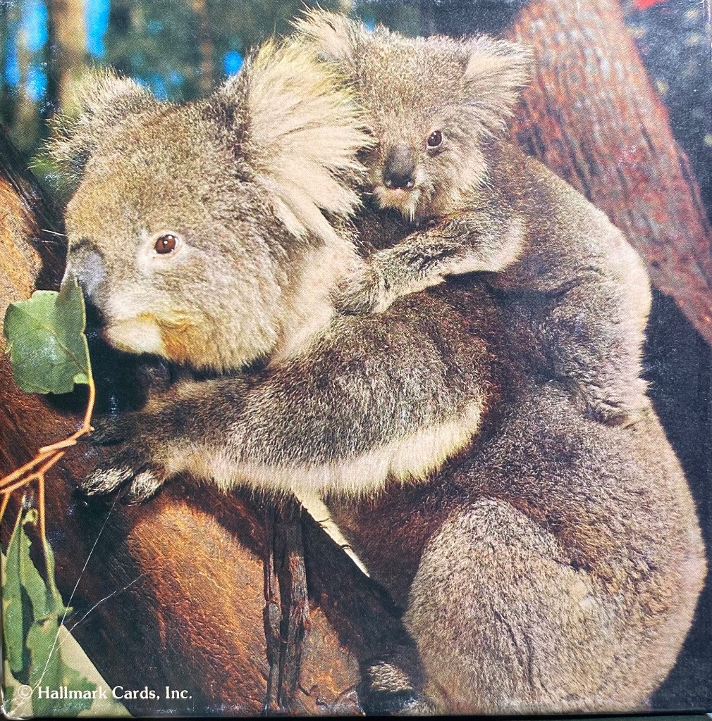 A mother koala carrying her joey on her back while perched in a tree.