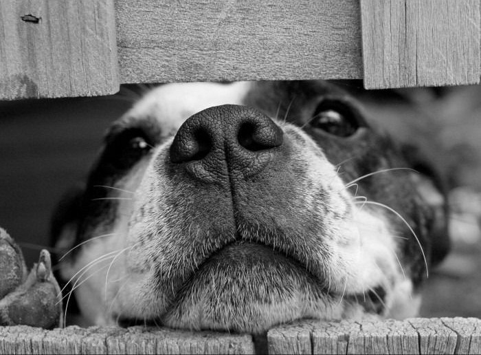A close-up black and white photograph of a dog peering through a gap in a wooden fence.