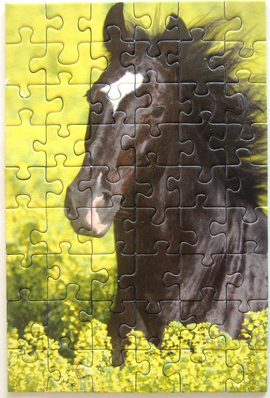 Close-up portrait of a black horse with a white blaze on its forehead standing in a field of yellow flowers.