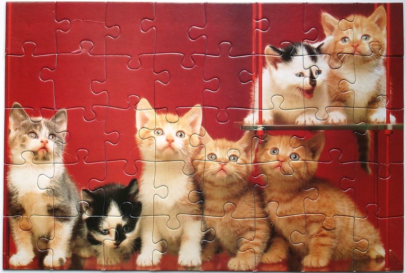 A group of six adorable kittens posing against a vibrant red background.
