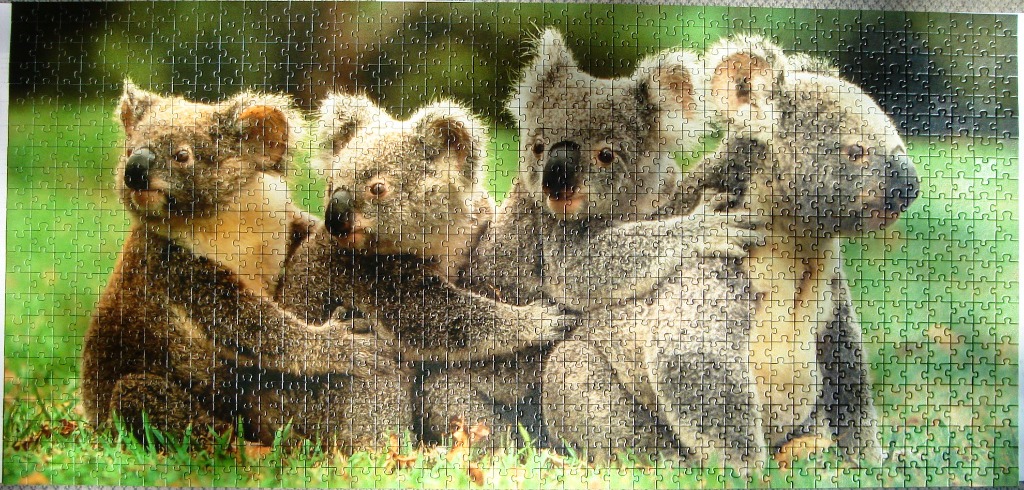 A group of four koalas huddled together in a grassy field.