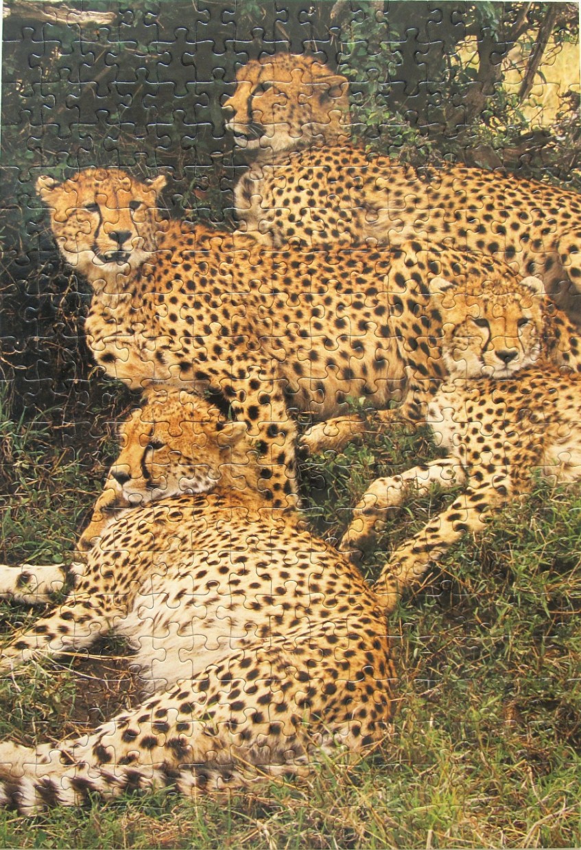 A group of four cheetahs resting in the grass and underbrush.