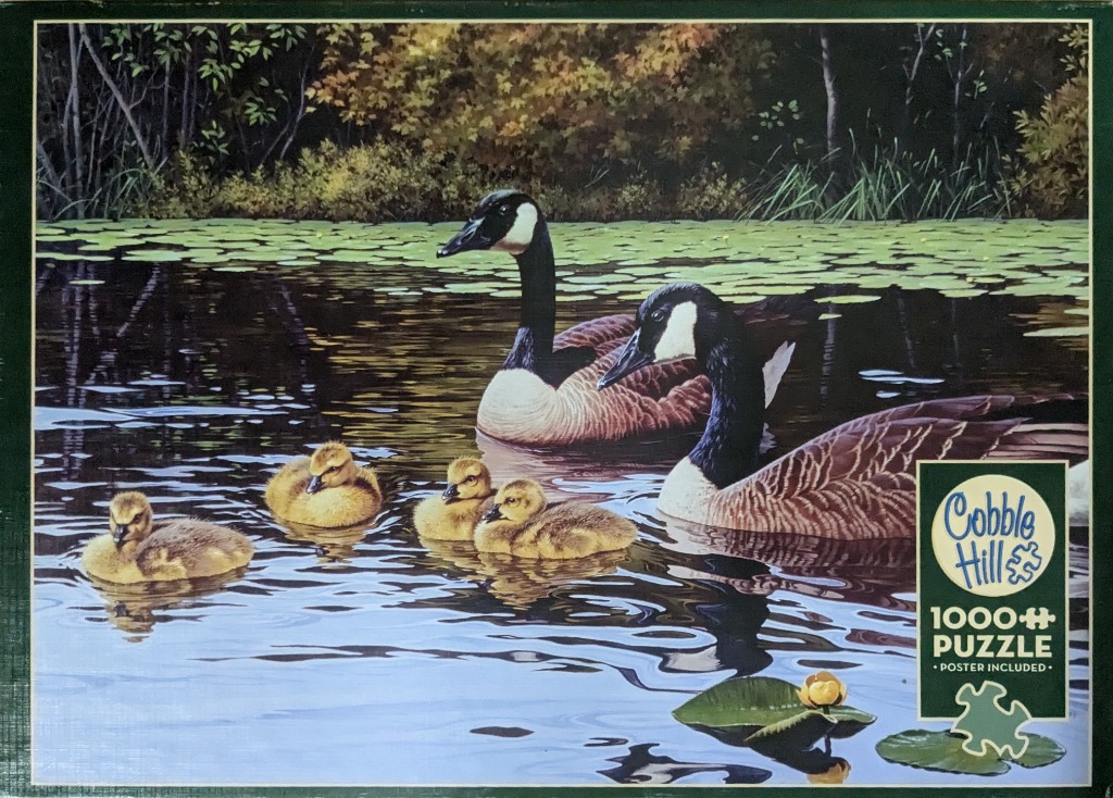 A Canada goose family with four goslings swimming in a pond with lily pads.