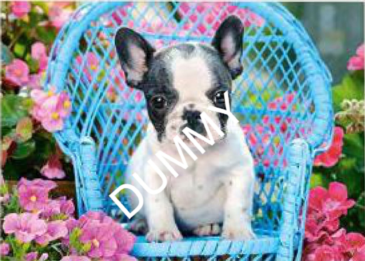 French Bulldog Puppy