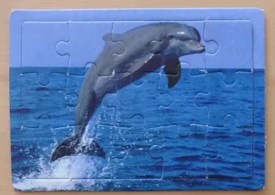 A grey dolphin leaping out of the blue ocean water against a light blue sky.