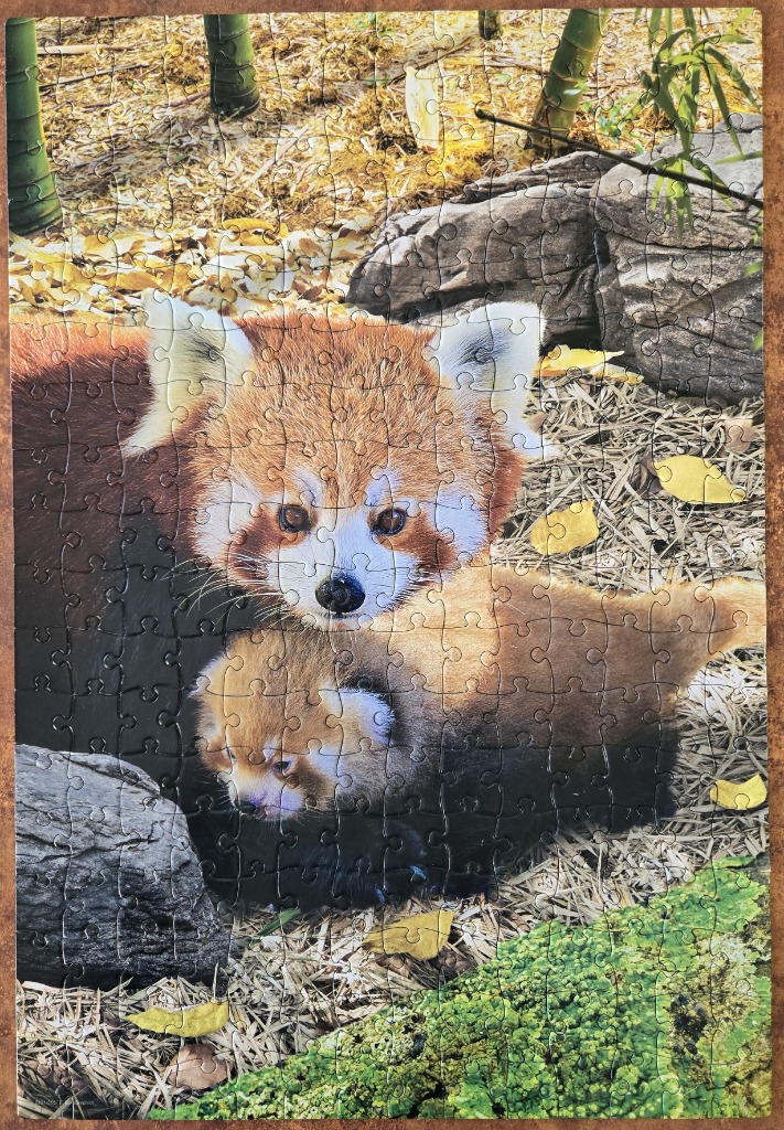 A mother red panda and her cub resting together in a bamboo forest enclosure.