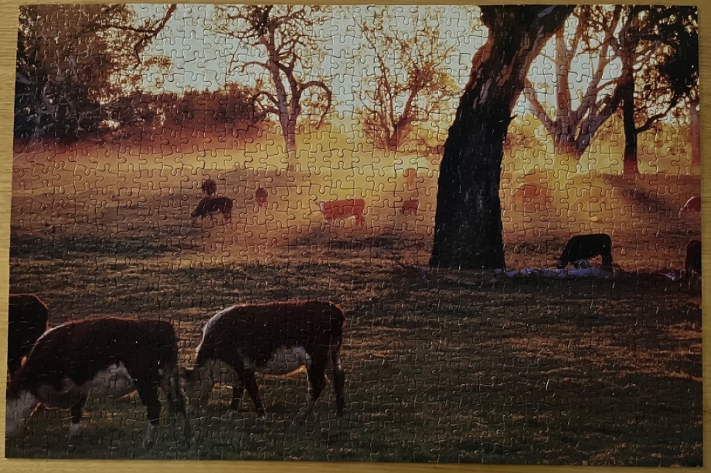 Cattle grazing in a sun-drenched, misty meadow at sunset beneath large oak trees.