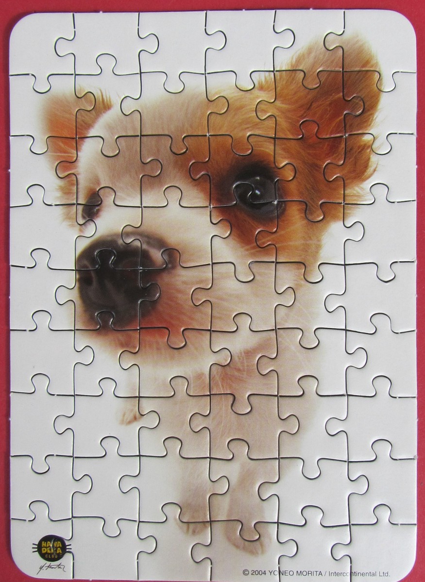 Close-up portrait of a small, light-brown and white puppy looking directly into the camera.