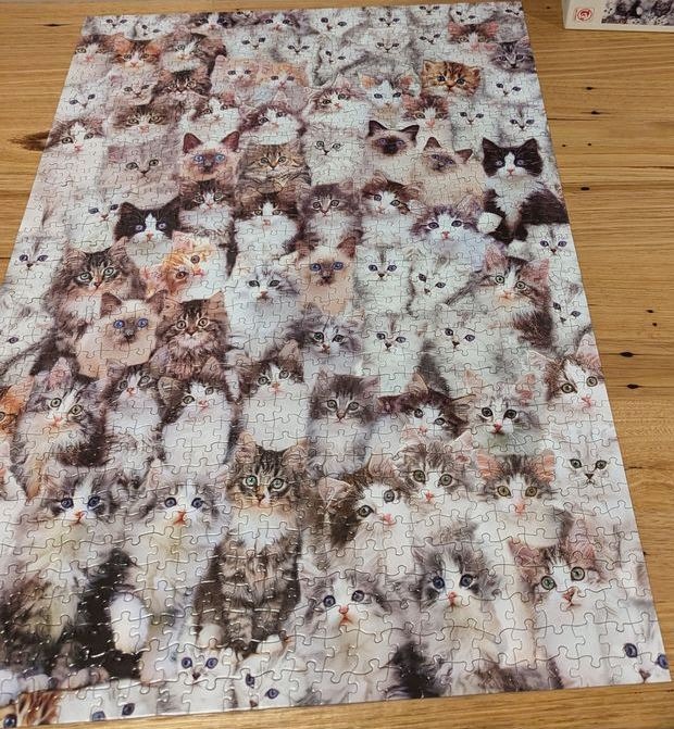 A dense collage of many different cats and kittens staring forward.