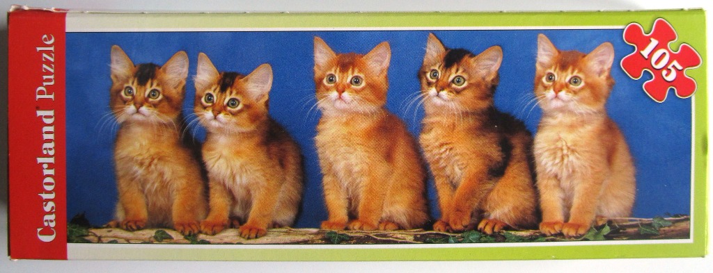 Five Abyssinian kittens sitting in a row against a blue background.