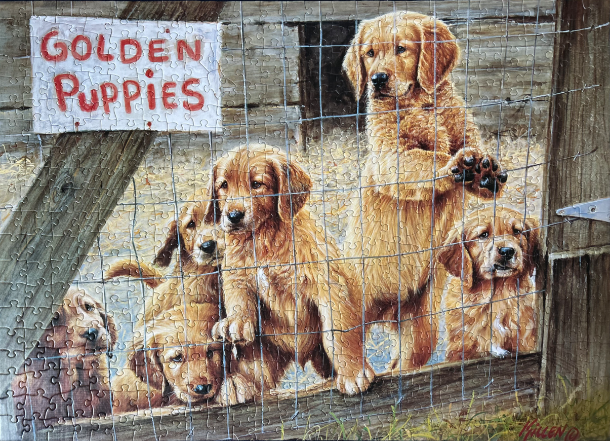 Five golden retriever puppies peering through a wire fence in front of a rustic wooden barn.