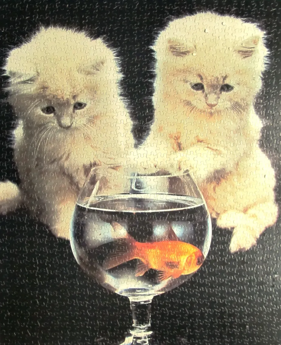 Two fluffy white kittens watching a goldfish in a glass bowl against a black background.