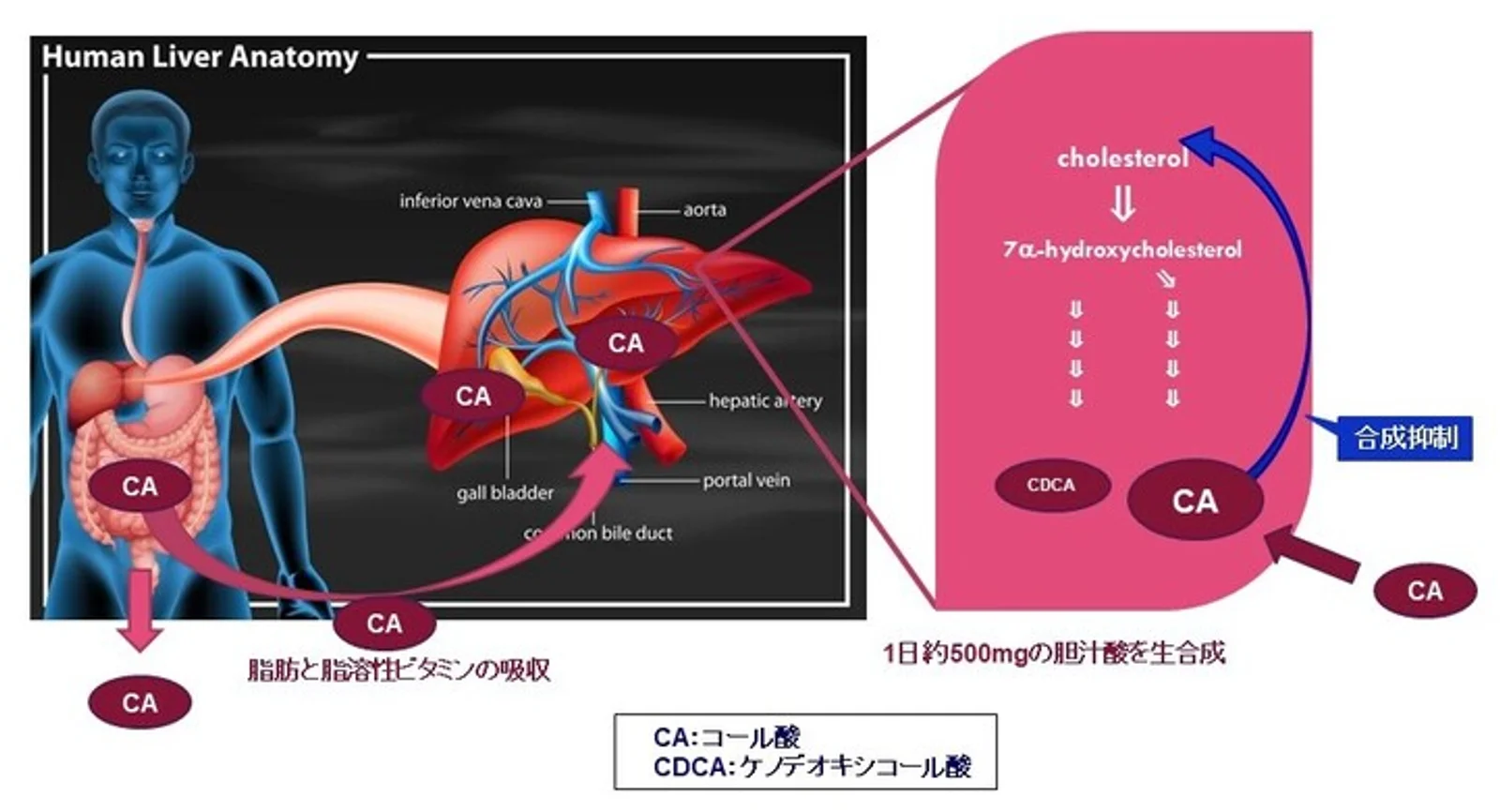 オファコル®カプセル50㎎（コール酸）について（同社HPより）