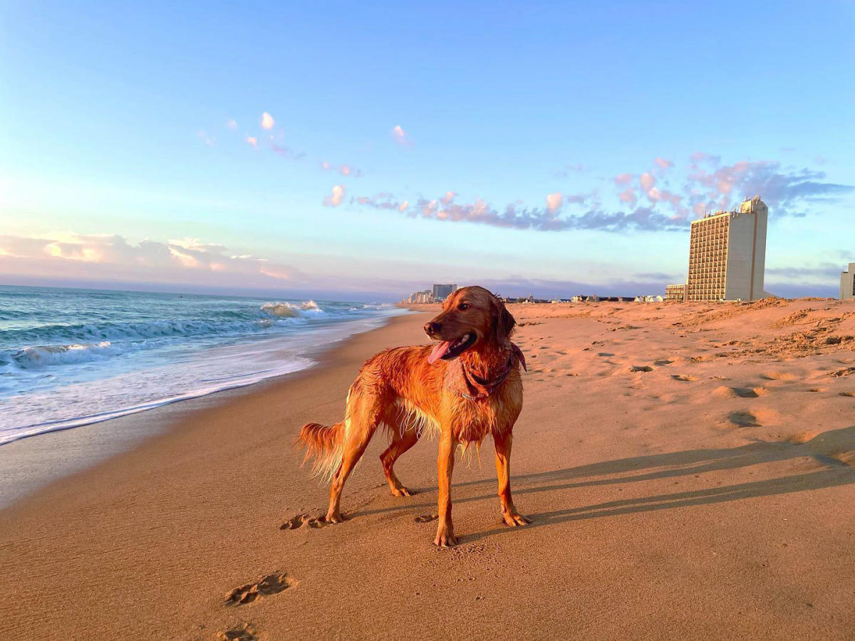 Pets Beach