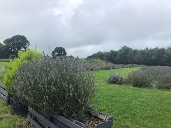 lavender garden