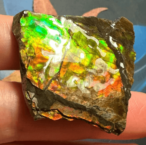 Item: Genuine Ammolite Natural Canadian Fossil Specimen preview