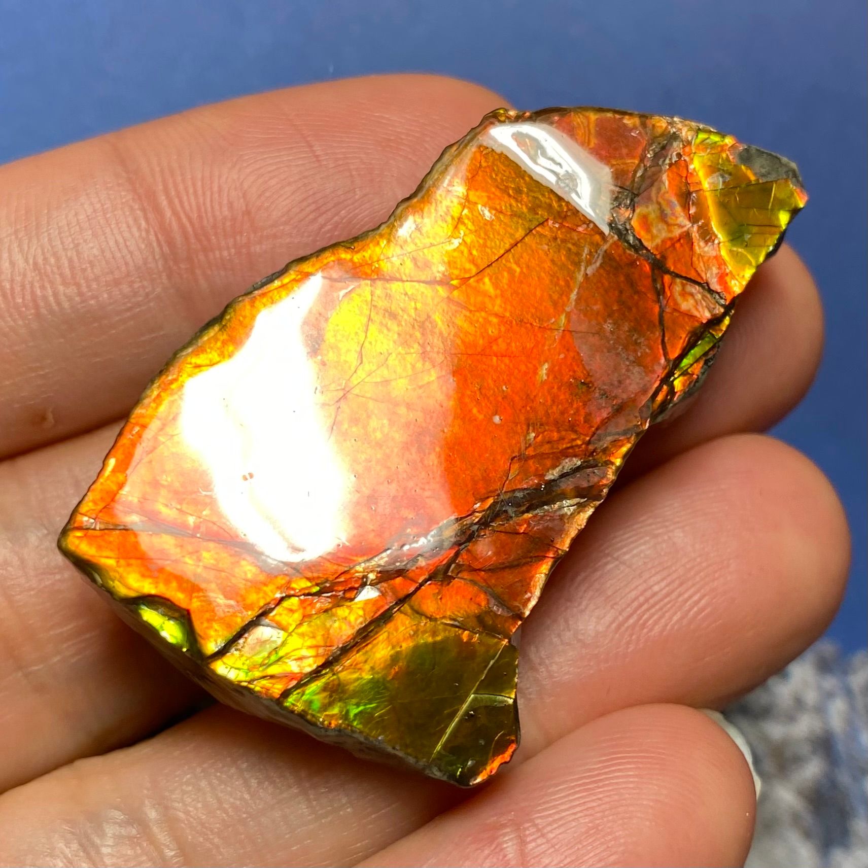 Item: ✅ “Natural Ammolite Fossil – Raw Opalized Gemstone from Canada” preview