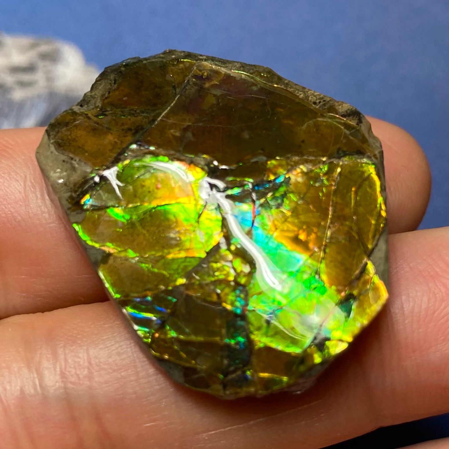 Item: Healing Ammolite Fossil – Natural Chakra Energy Gemstone Genuine Ammolite Curved Surface preview