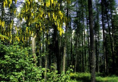 Forêt de Ratéry