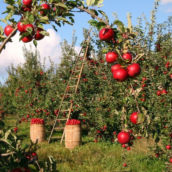 Orchards, Vineyards, Farms & Nurseries
