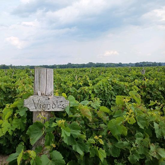 Snow Farm Vineyard