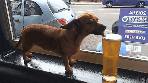 dog drinking beer 超人行銷