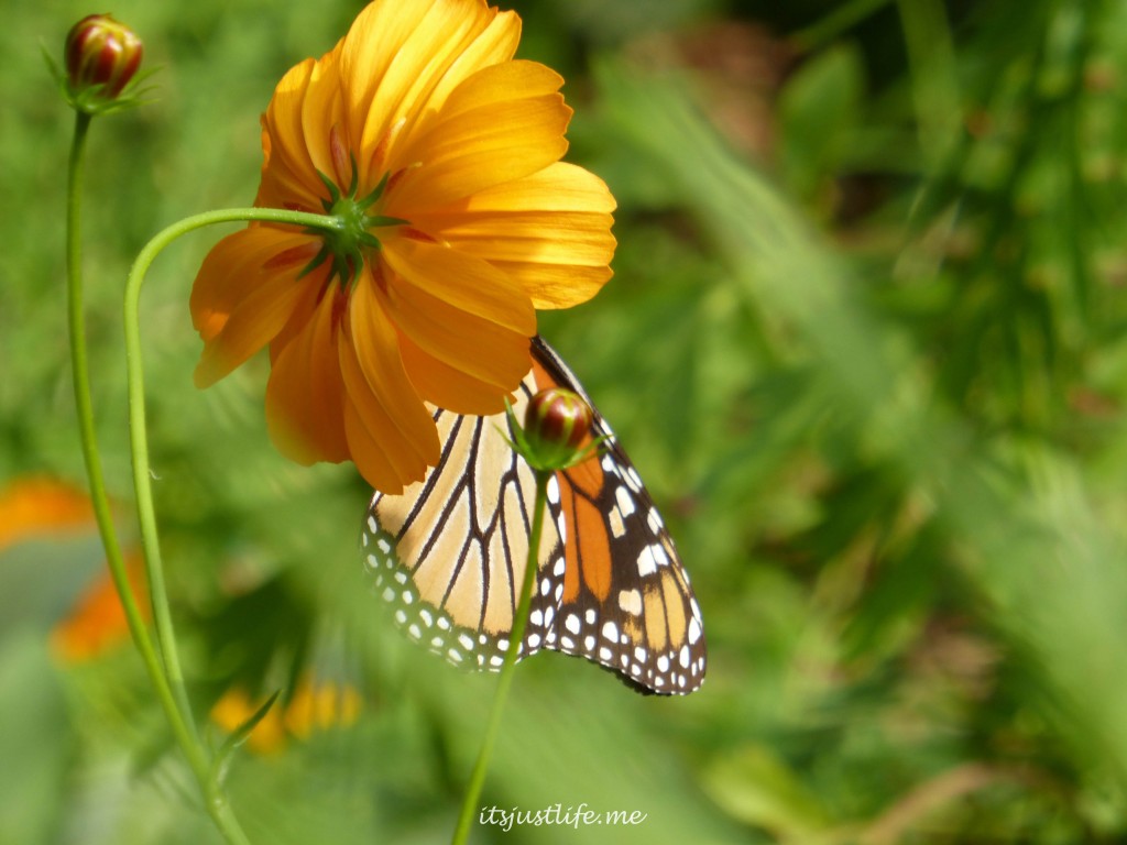 Butterfly at itsjustlife.me