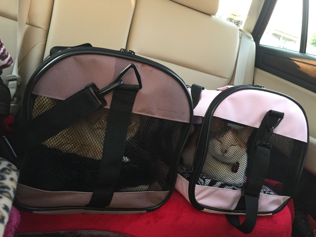 Buddy and Holly chilling in the car. They may or may not be on drugs in this picture.