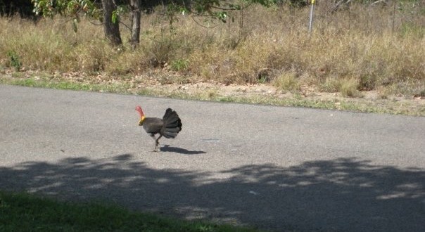 brush turkey